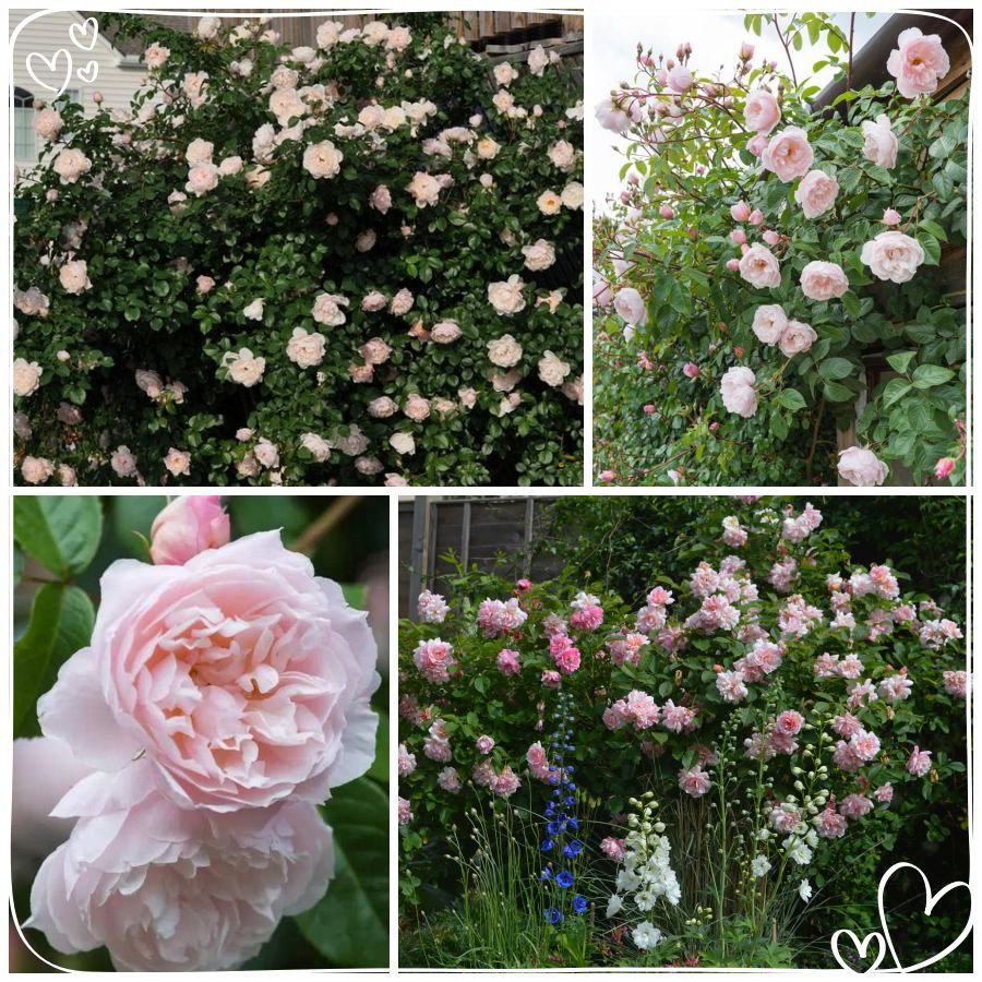 The Generous Gardener róża angielska